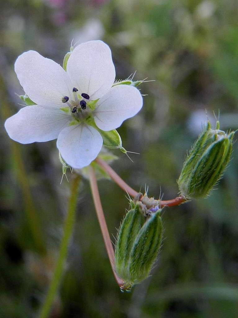 Erodium cicutarium